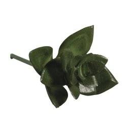 Vetplant haworthia 55-751 | Rayher