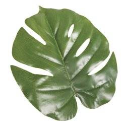 Monstera blad 55855000 | Rayher