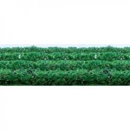 Hoscale green hedges 95515 | JTT