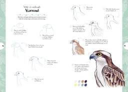 librero tekenen in 10 stappen vogels