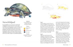 librero dieren aquarelleren 30 minuten