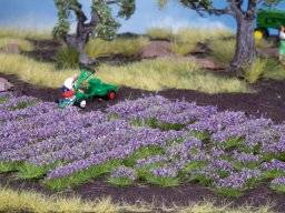 Lavendel 07136 | Noch
