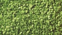 Bladeren licht groen 07142 | Noch