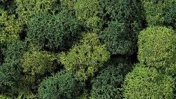 Decoratie mos groen 08610 | Noch