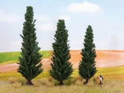 Cypresse bomen 21998 | Noch